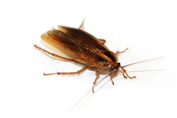 Alman Hamamböceği (Blatella Germanica)